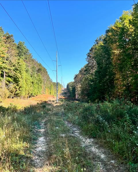 The Powerlines — a sandy two-track climbing between walls of pine